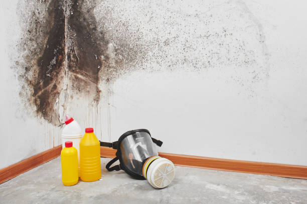Home Mold Removal in Orangevale, CA
