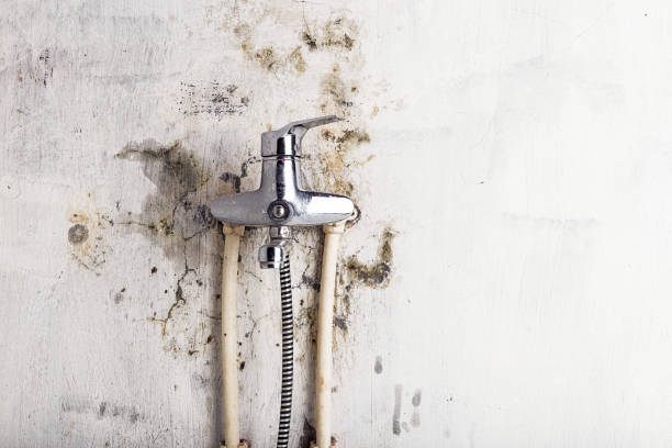 Best Black Mold Removal  in Orangevale, CA