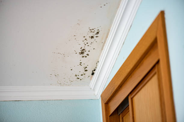 Best Crawl Space Mold Removal  in Orangevale, CA
