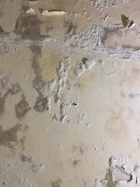 Best Professional Mold Removal  in Orangevale, CA
