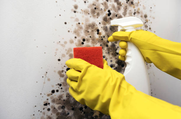 Best Emergency Mold Removal  in Orangevale, CA