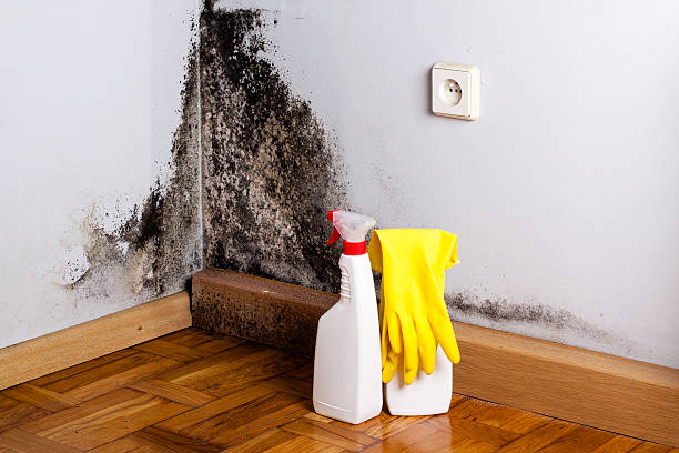 Trusted Orangevale, CA Mold Removal Experts
