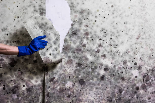 Best Affordable Mold Removal  in Orangevale, CA