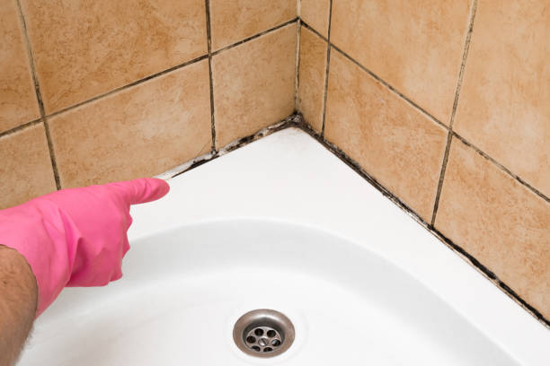 Best Fast Mold Removal  in Orangevale, CA