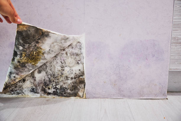 Best Mold Cleaning Services  in Orangevale, CA